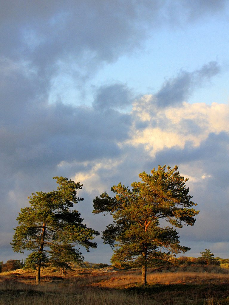 Abendstimmung in der Dünenheide by picotuna