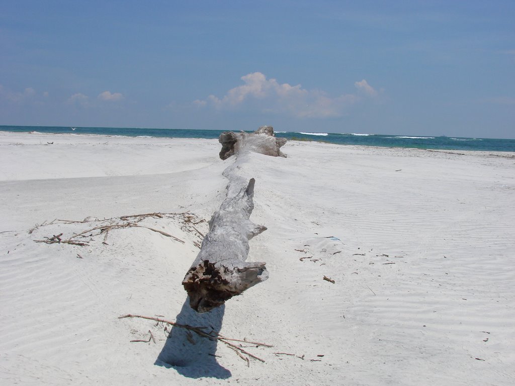 Little Talbott Island Drift Wood by chads20