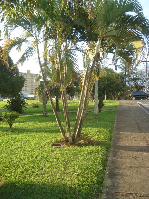 Jardim defronte ao CSU by Carlos Bignotto