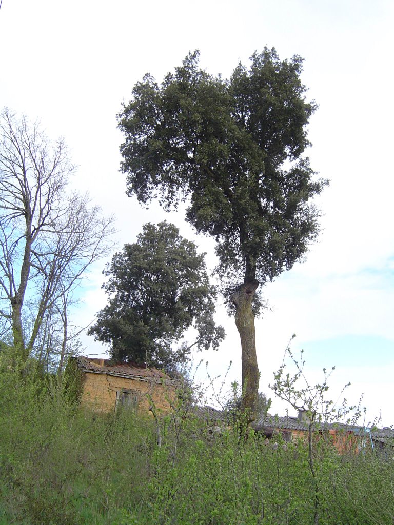 Alcornoque centenario en San Martín de Tábara by sarima