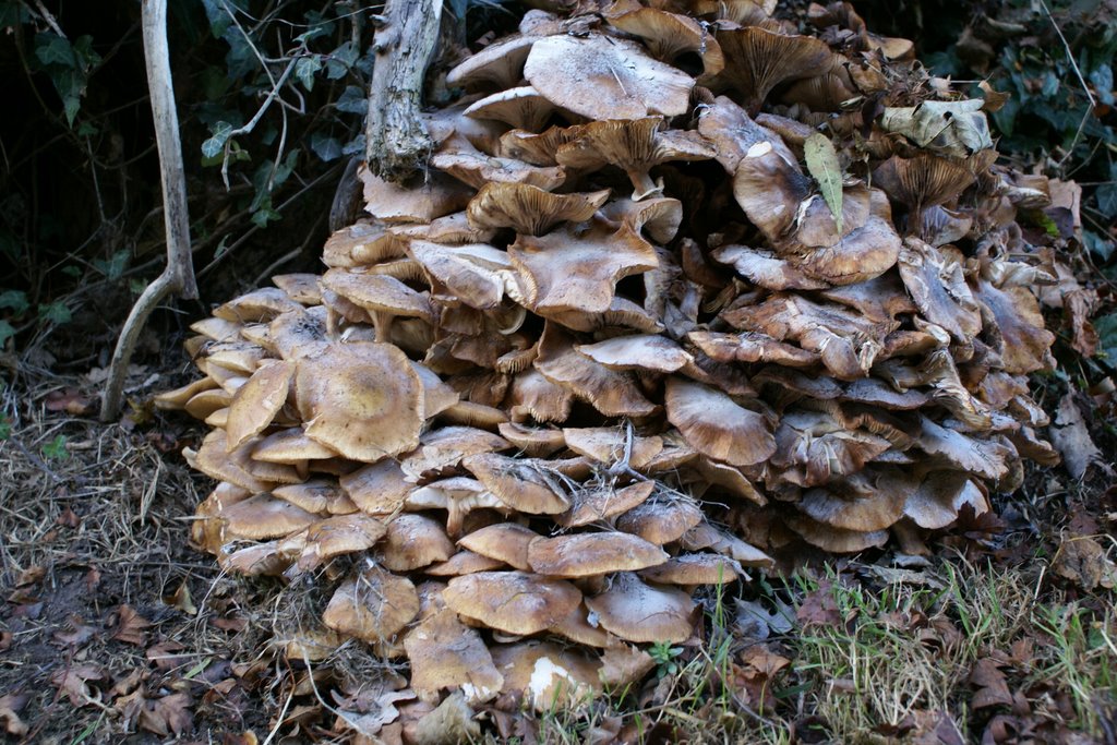 Fungi, Beeston by Thedutchman