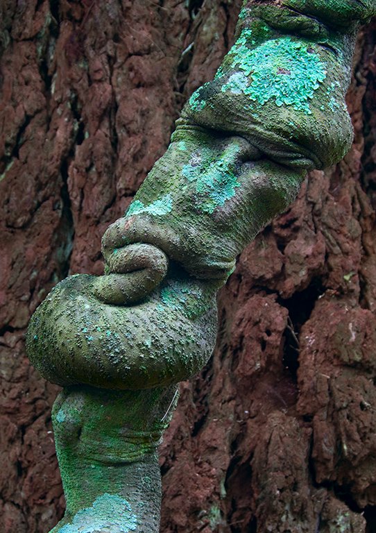 Nature's Face......A tree trunk by Ellen Yuen