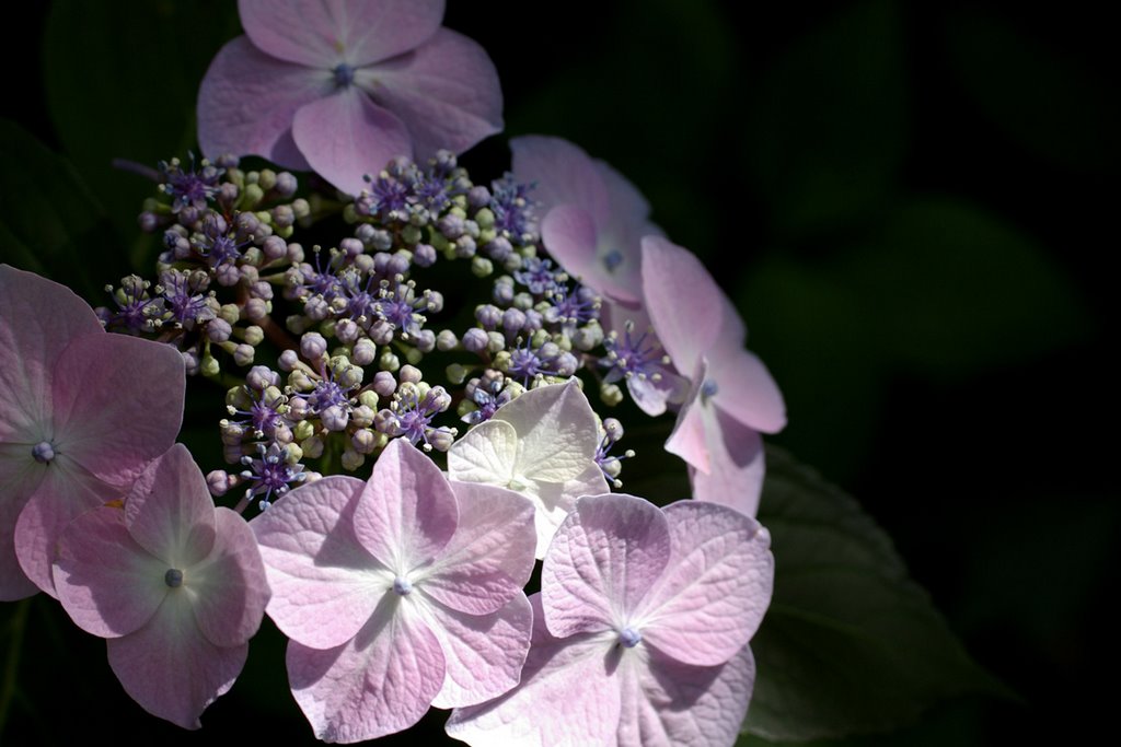 Hydrangea 紫陽花 by yohidore