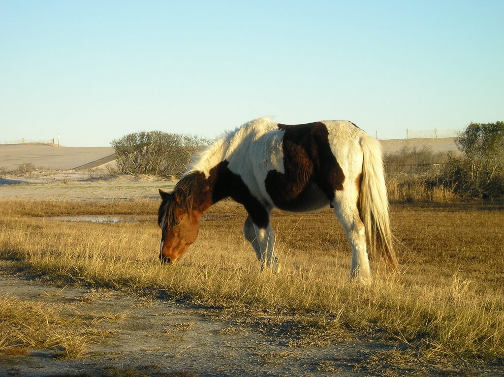 Chincotague Pony (2007) by Scott Plencner