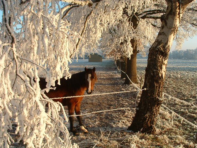 Snowhorse Mariahout by m@rtym@n