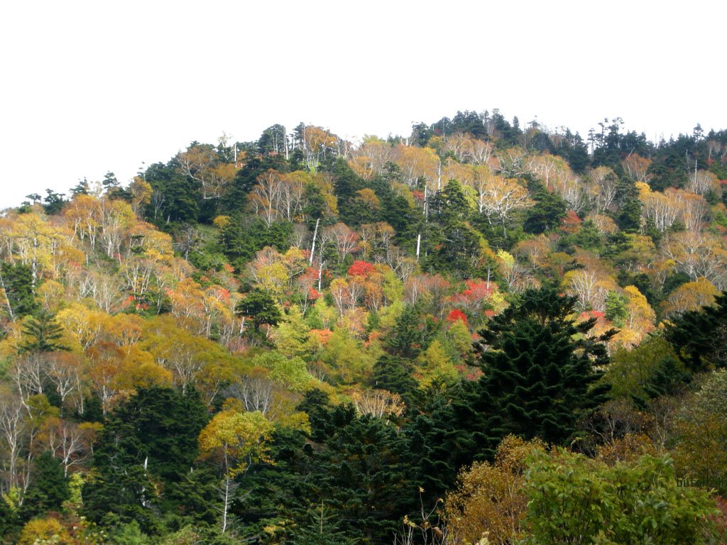 Konsei-toge pass,Nikko city,Tochigi pref,Oct 11 2009　金精峠（栃木県日光市）２００９年１０月１１日 by butch24h