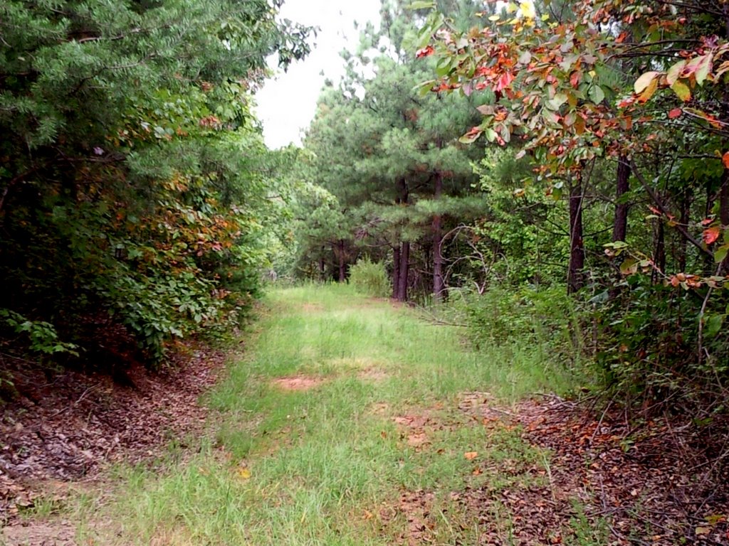 Old logging road by Tiffany Reed