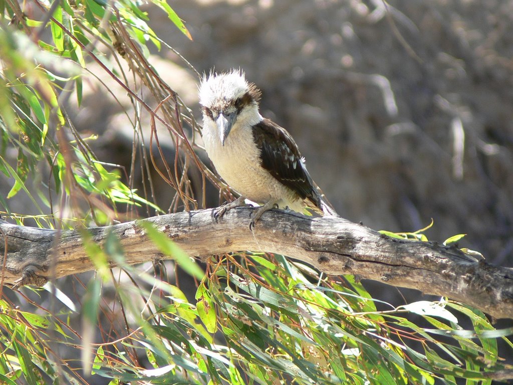 Kookaburra by Craig Ward