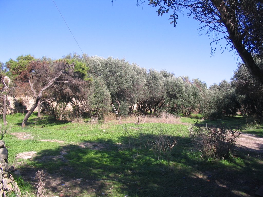 Olive Trees by MMG_ZBR