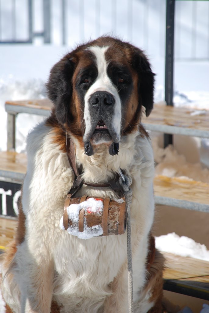 Saint Bernard by Sylvain Maret