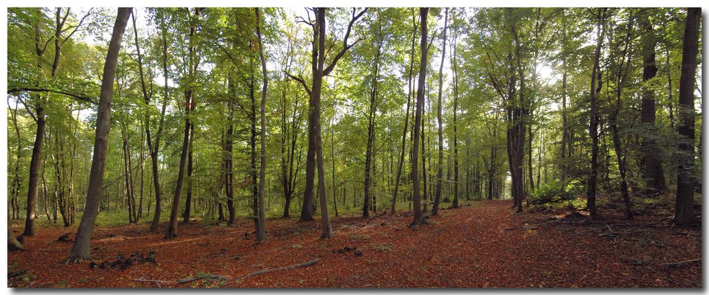 Forêt Domaniale de Marly-le-Roi by FG-D300