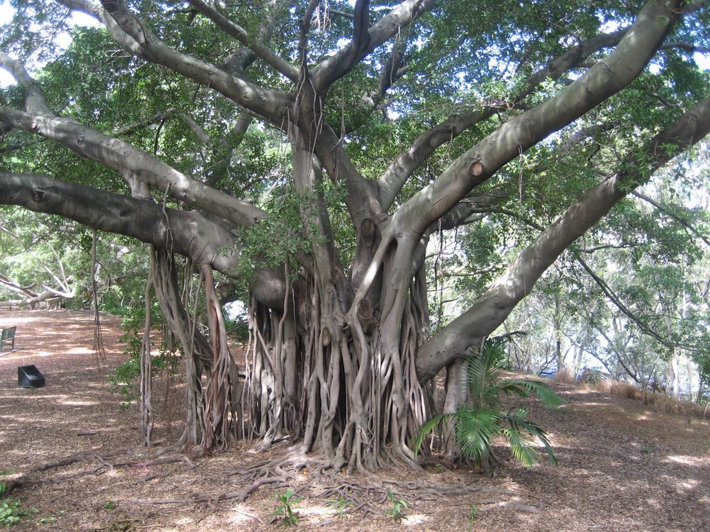 Moreton Bay Fig at Goodwill Bridge by gfairweather