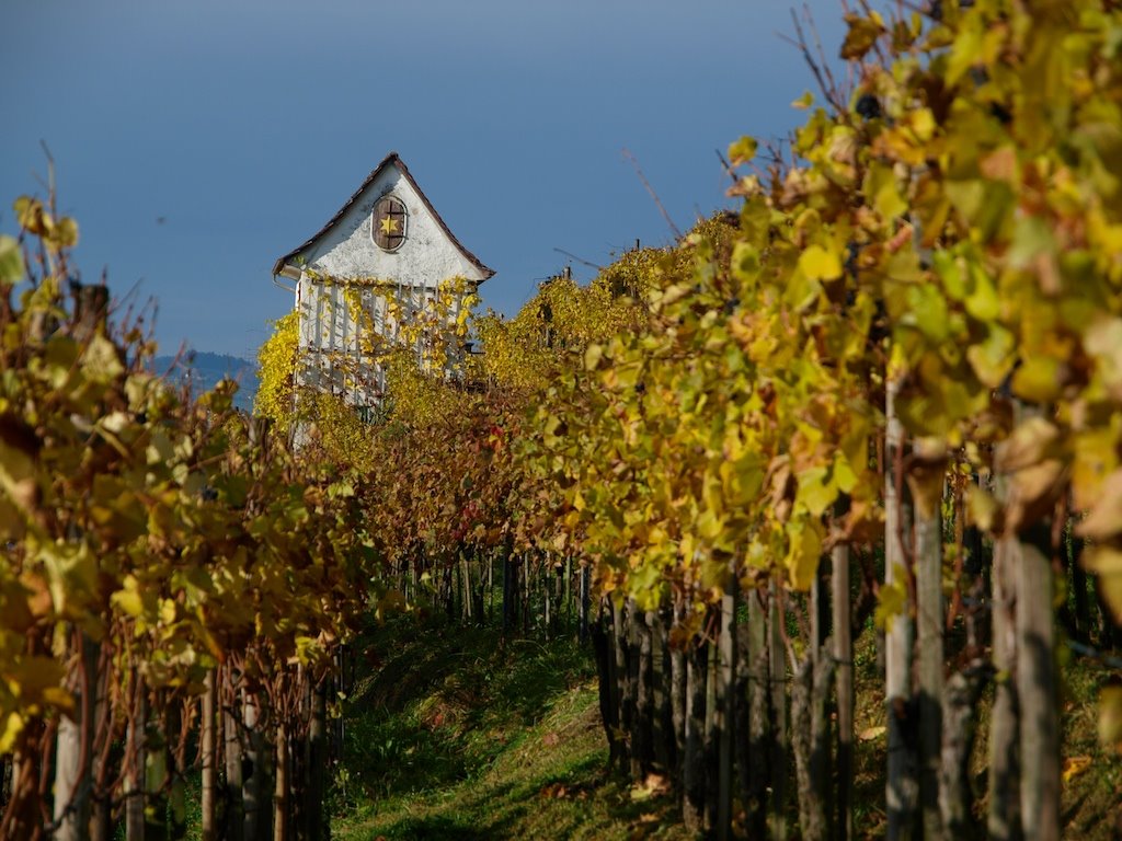 Weinberg Sternenhalde, Uerikon/Stäfa, Schweiz by swissblurred