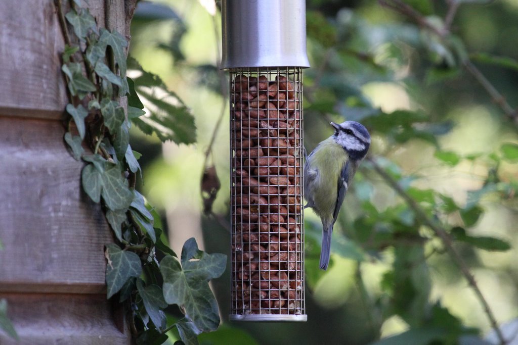 Blue Tit (Cyanistes caeruleus) by chrisf1950