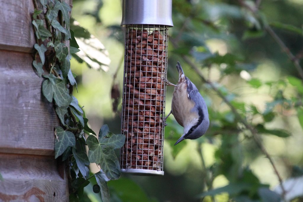 Nuthatch (Sitta caesia) by chrisf1950