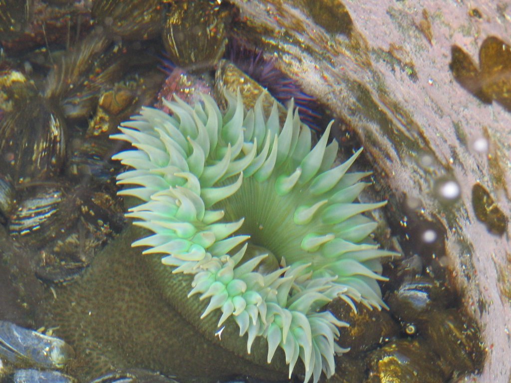 Botanical Beach - Anemone by Robin Dhillon