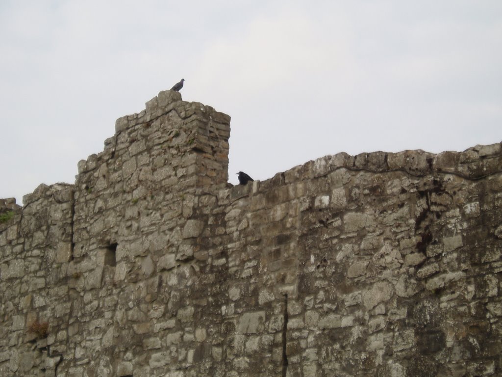 Trim Castle, raven by Jacq1212