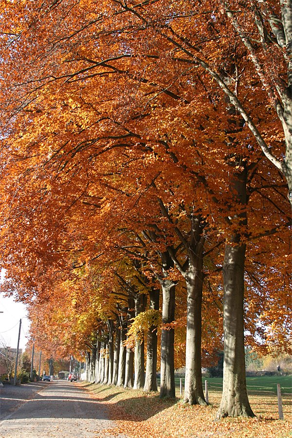 Avenue du château, Beez by Bollen Pierre