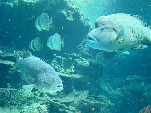 美海水族館　Okinawa by kojiy