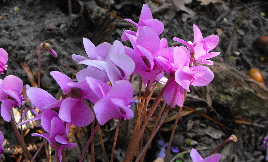 Fleurs des bois.. by laurent.s