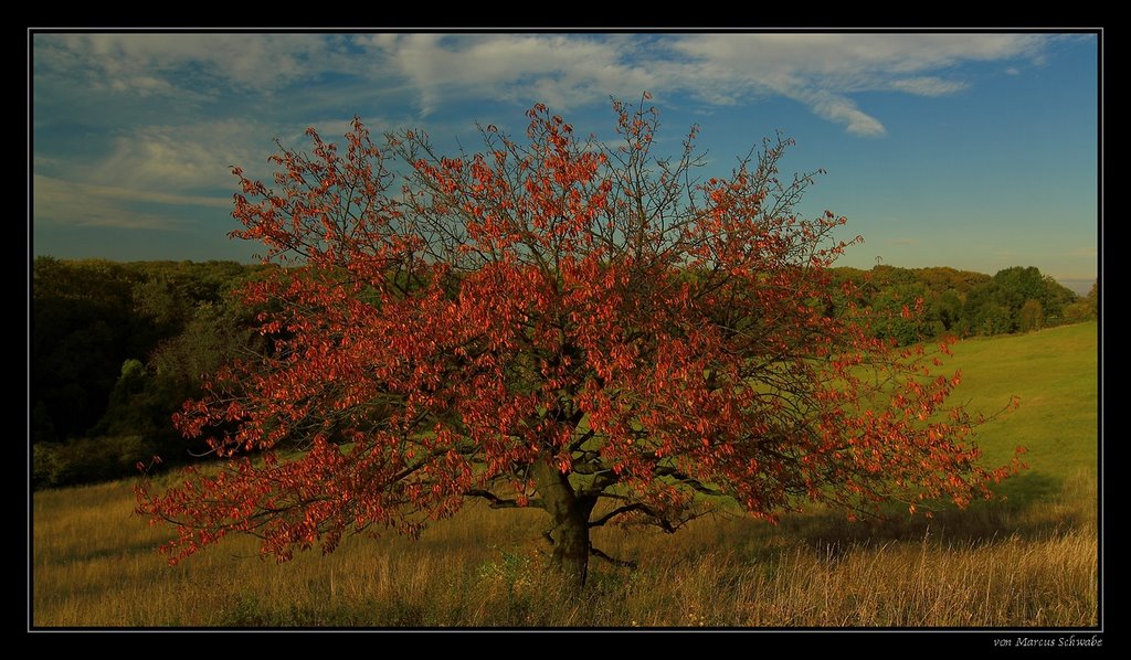 Herbststimmung am Vilbeler Stadtwald by Marcus Schwabe