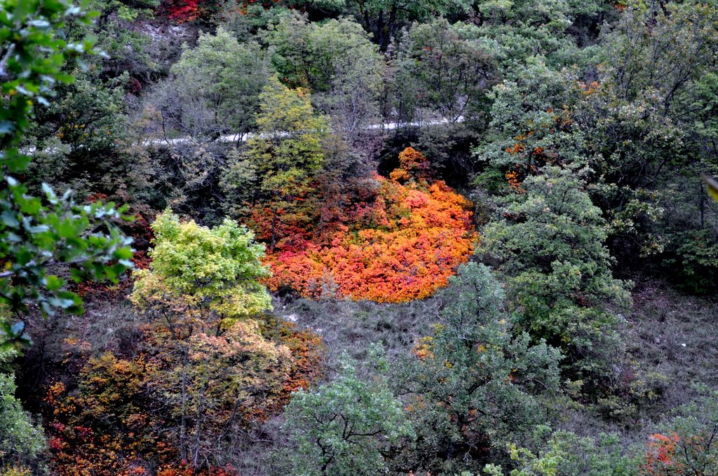 Colori d'autunno by gio bernabei e betta