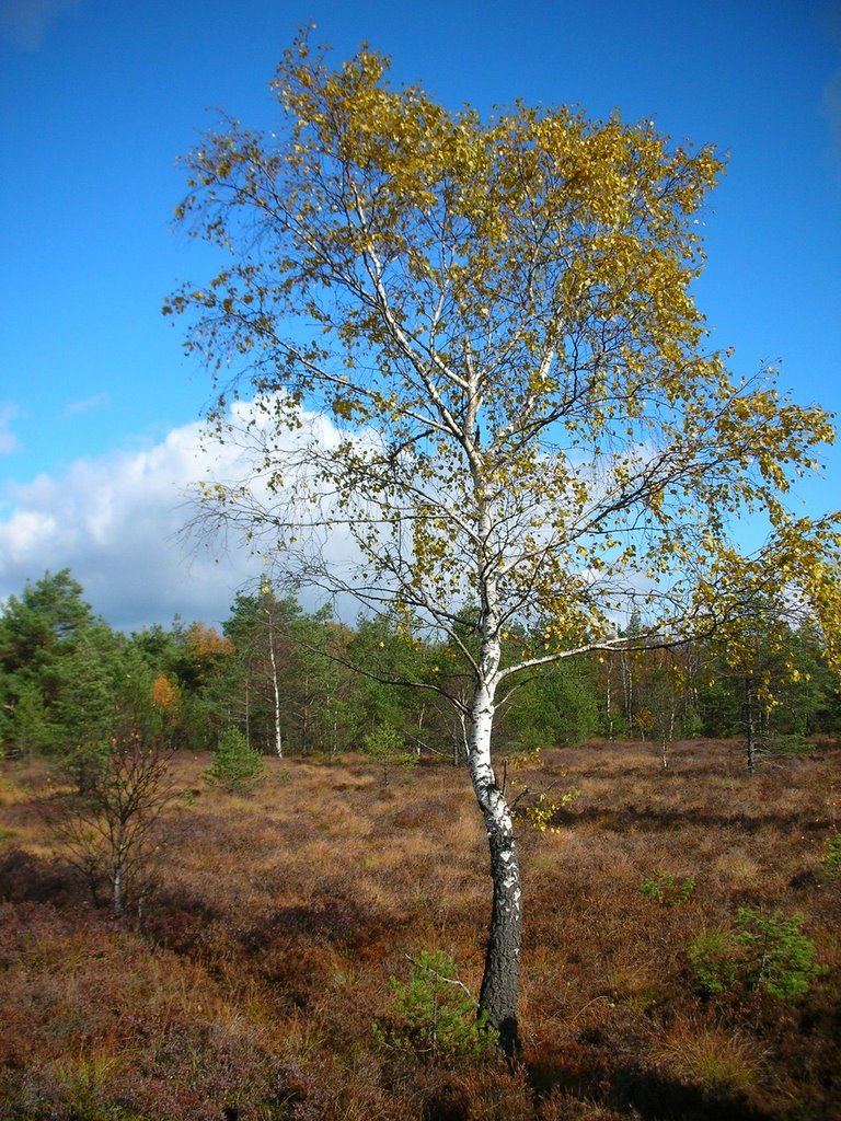 Herbst im schwarzen Moor by armin g