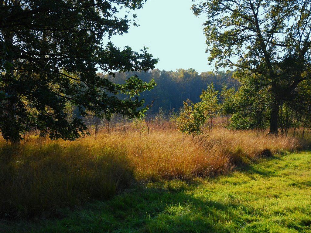 Steppengras im Gegenlicht (Wittmoor Lemsahl-Mellingstedt). by Hans Wolters