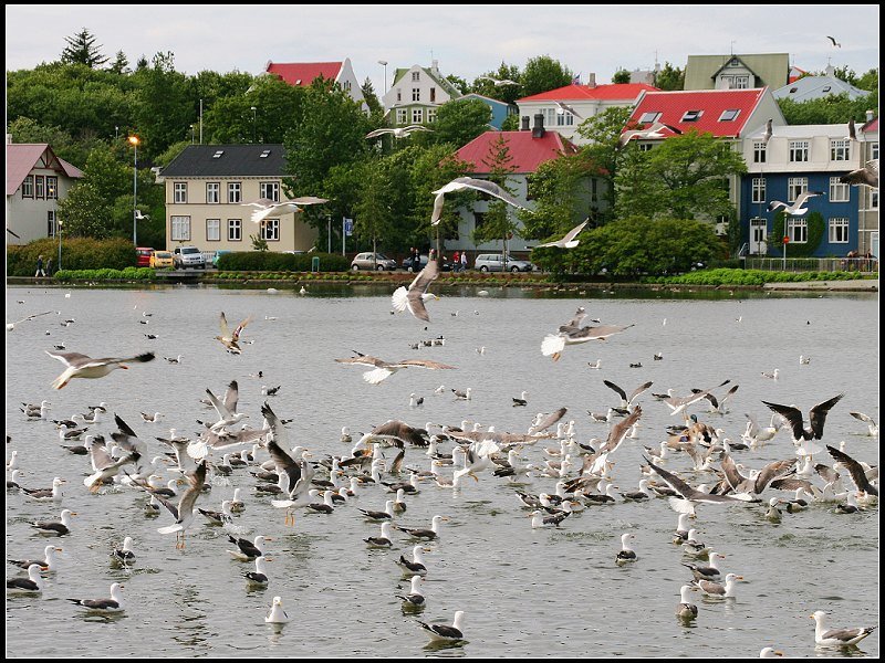 Downtown, 101 Reykjavík, Iceland by 尼尔伯