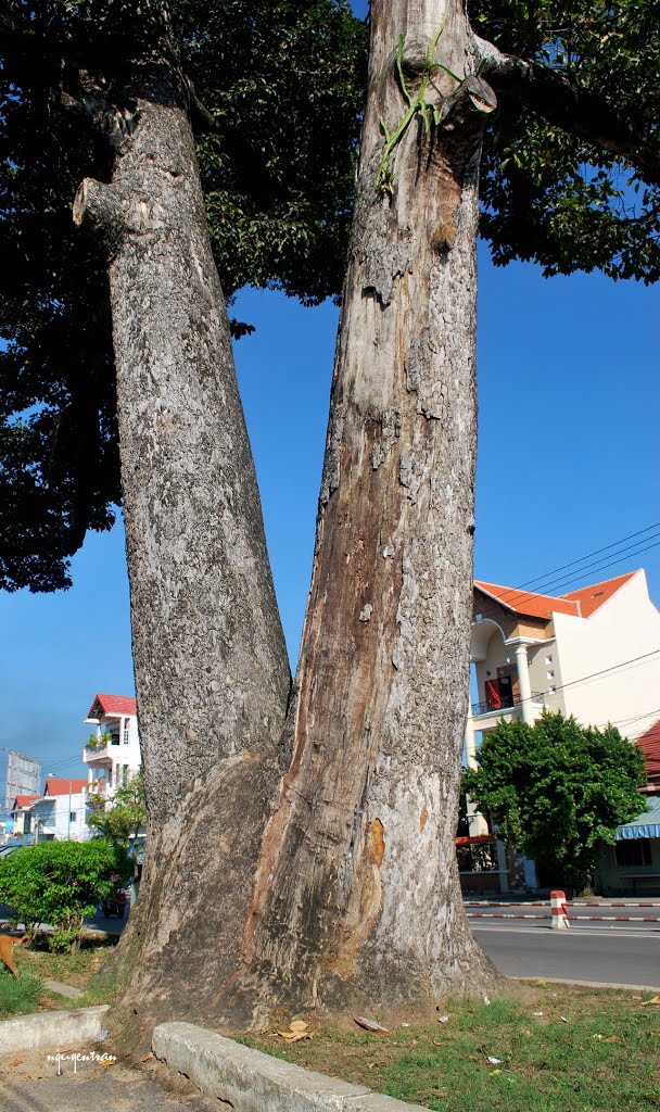 Cây Dầu Đôi Diên Khánh - Twin tree by nguyentran