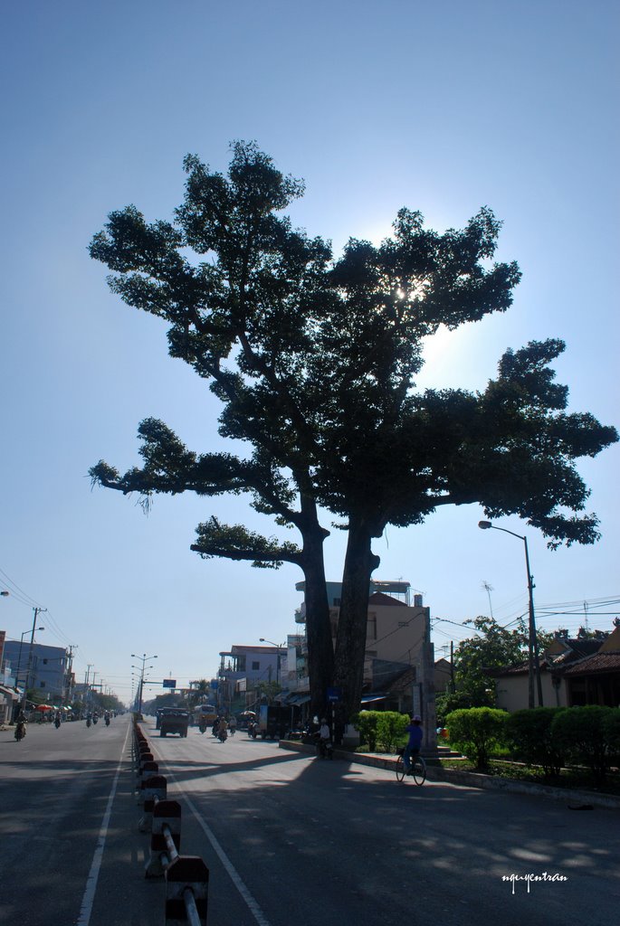 Cây Dầu Đôi Diên Khánh - Twin tree by nguyentran