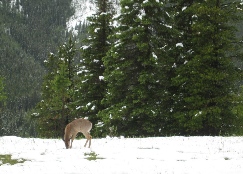 Deer - Highwood pass - June 17 - 2007 by John McCall