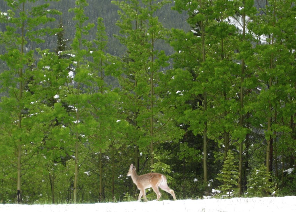 Deer 2 - Highwood Pass - June 17 2007 by John McCall