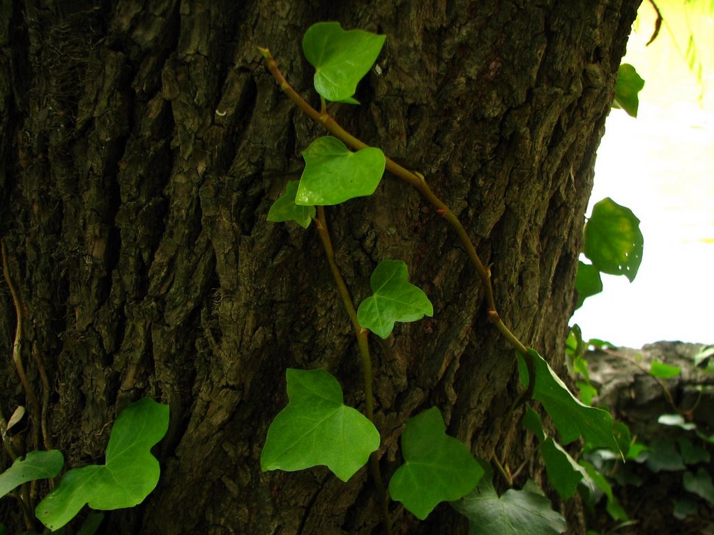 Weed-parasite on a tree (macro) by Eduardo Mosqueda