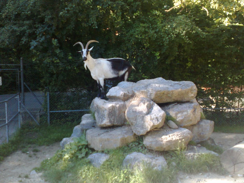 Mini-zoo du Bois de la Bâtie by YannickW