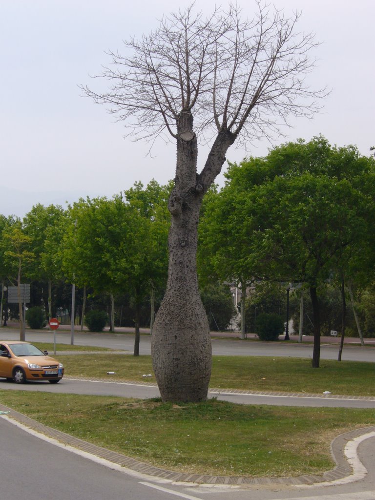 Arbre bouteille by Damien FERRANT