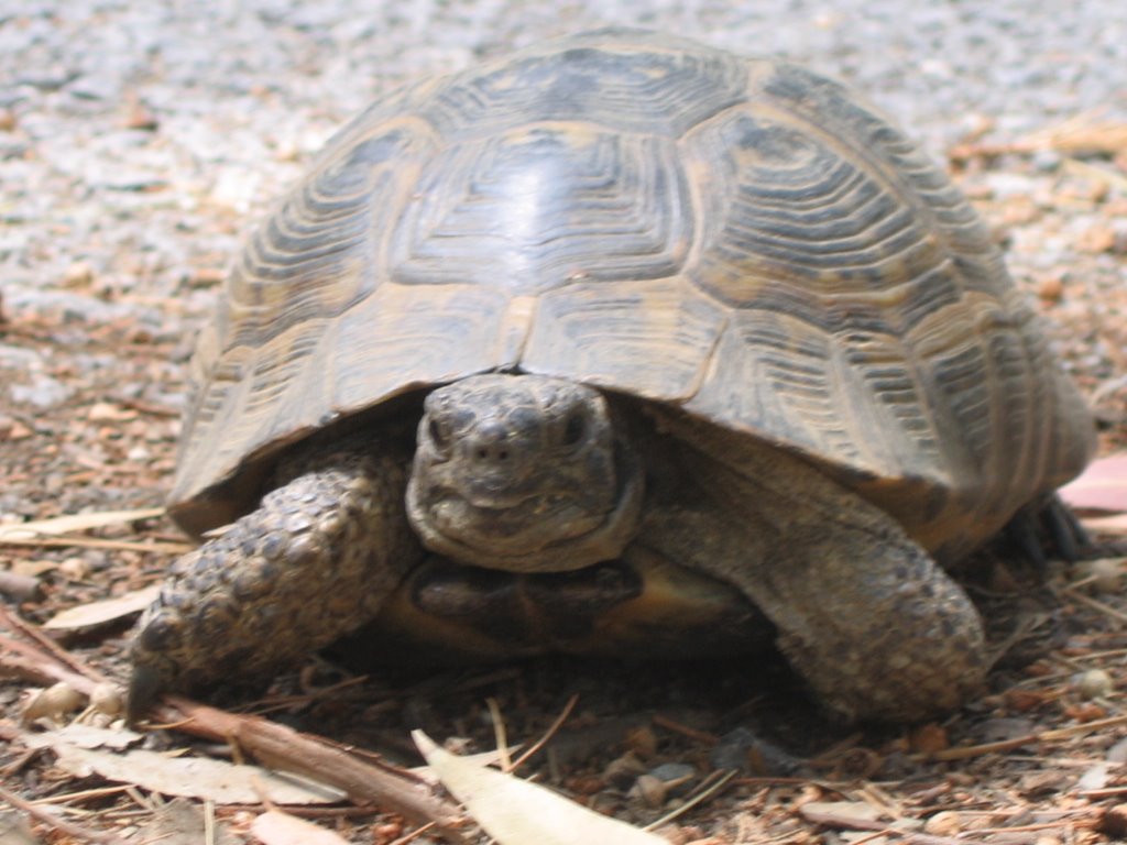 Schildpadje, Kos, Griekenland by Dettez