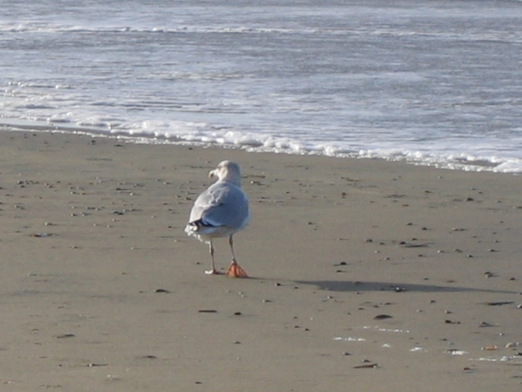 Meeuw in Zandvoort, Nederland by Dettez