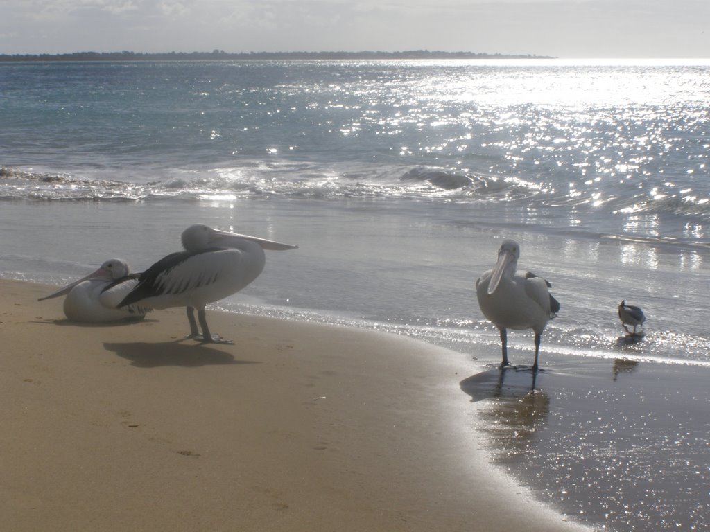 Hervey Bay residents by Jan Hasselberg