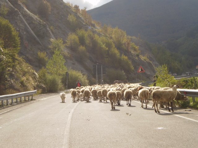 Pievepelago, il passaggio delle pecore, Ott.09 by Livio Casarini