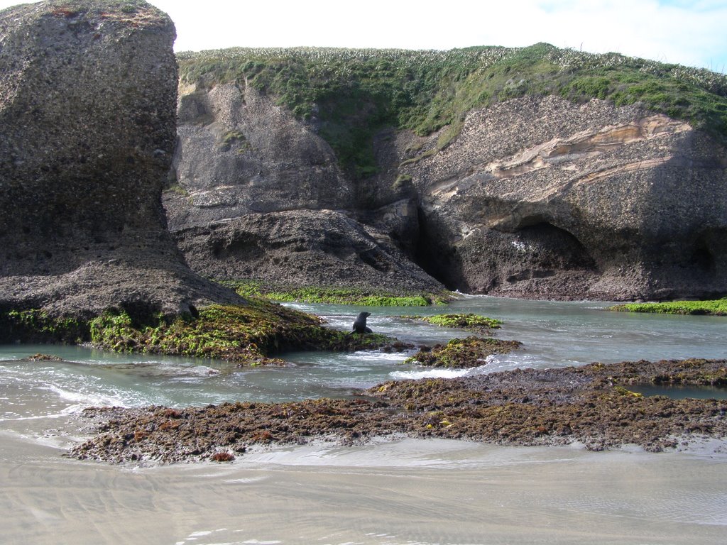 Seal at Wharariki by Jan Hasselberg