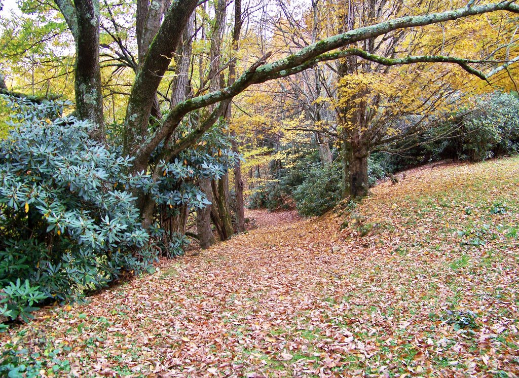 Tanawha Trail - Beacon Heights to Julian Price by Kevin Childress