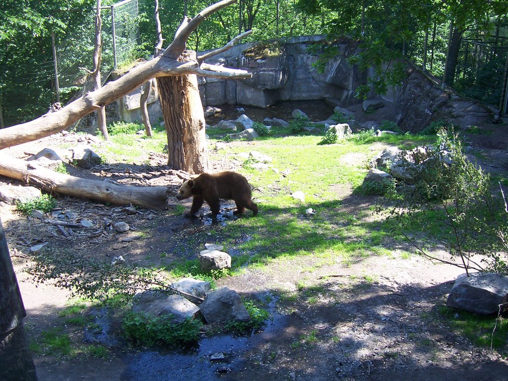 Skansen, Bear, Stockholm by gasone