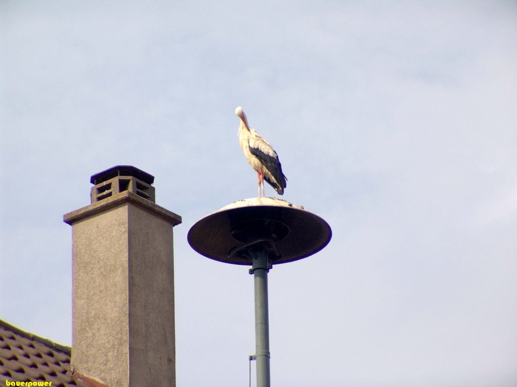 Der andere Storch in Unzhurst by bauerpower