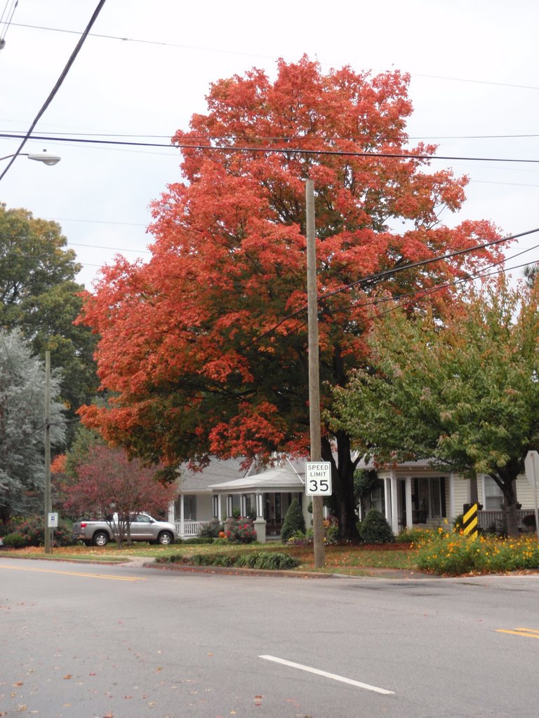 Florida maple showing fall foliage color on a lovely autumn afternoon on Whitaker Mill Road, Raleigh, 10-24-09 by tompope2001