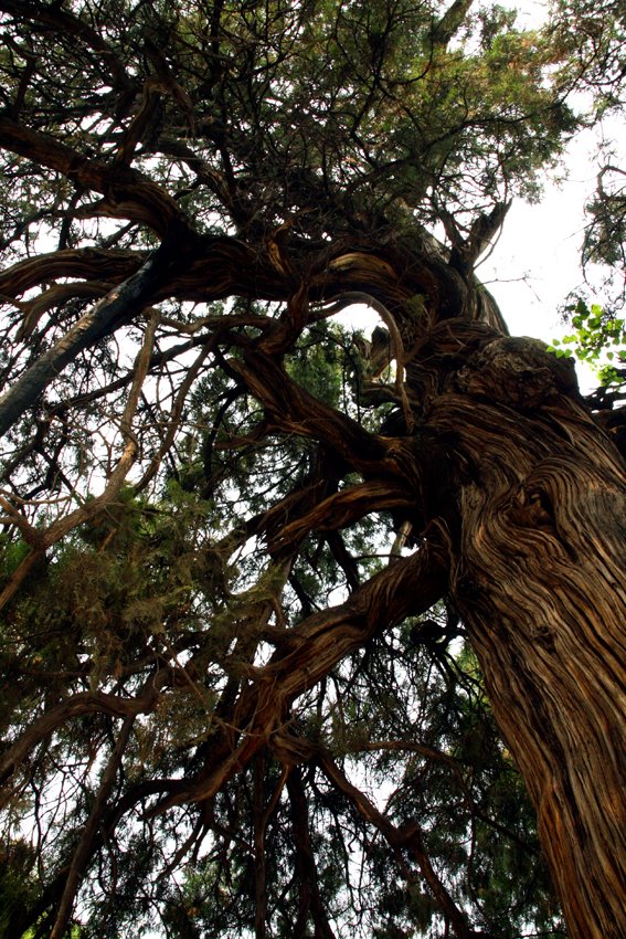 Cypress planted by Huangdi by aloooha