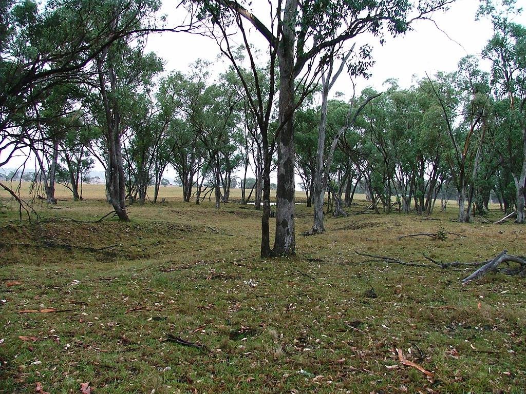 White box grassy woodland by EcologistGreg