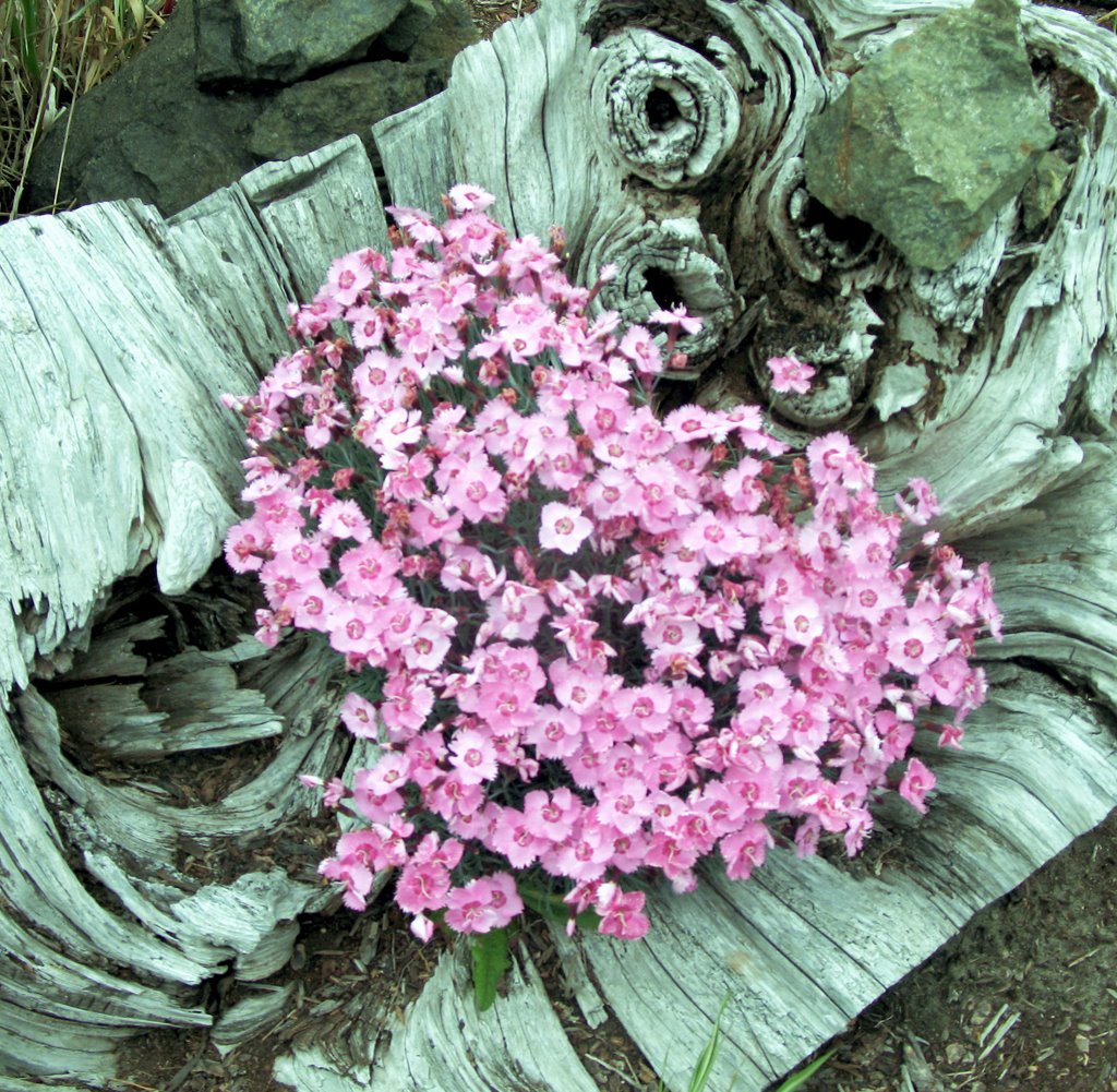 Driftwood Flowers by Kathy Calm