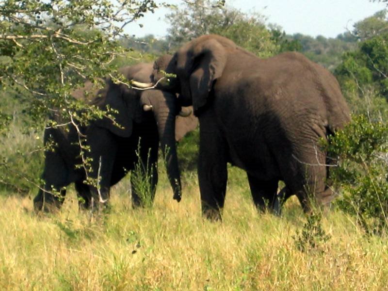 Kruger Park, South Africa by devlin_adl