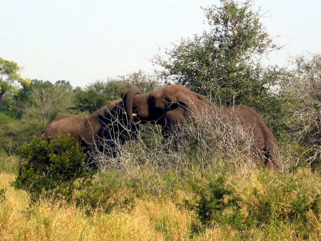 Kruger Park, South Africa by devlin_adl